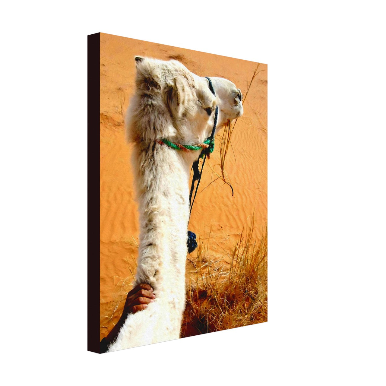 Desert & Dromedary Devotion | Whispers of a Sahara Past OG
