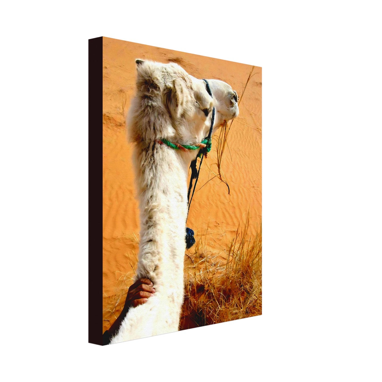 Desert & Dromedary Devotion | Whispers of a Sahara Past OG