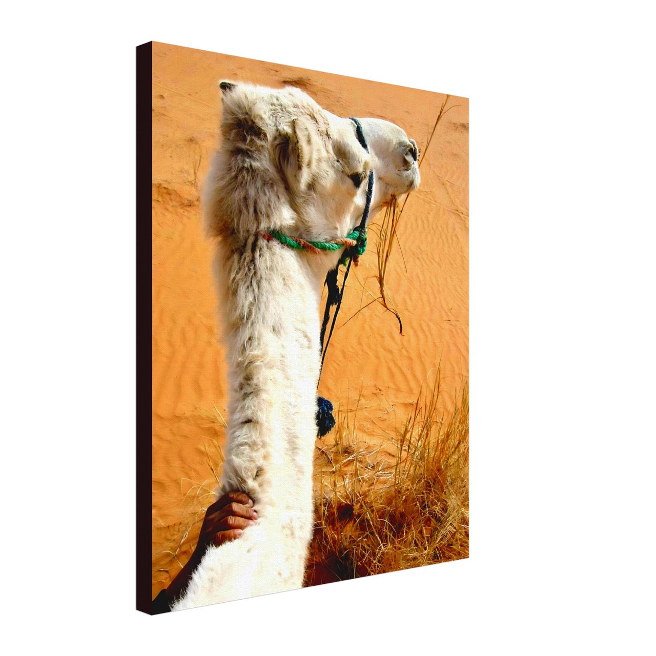 Desert & Dromedary Devotion | Whispers of a Sahara Past OG