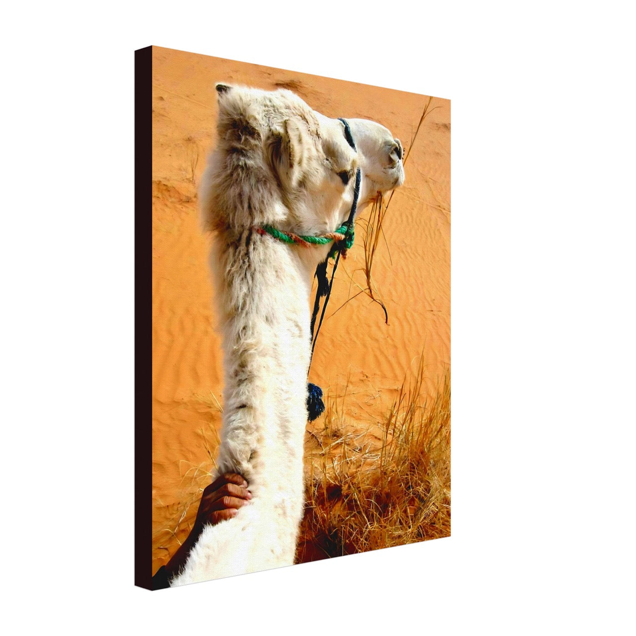 Desert & Dromedary Devotion | Whispers of a Sahara Past OG