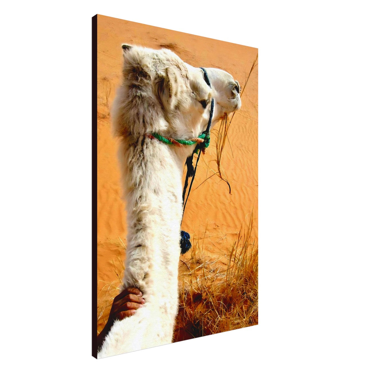 Desert & Dromedary Devotion | Whispers of a Sahara Past OG