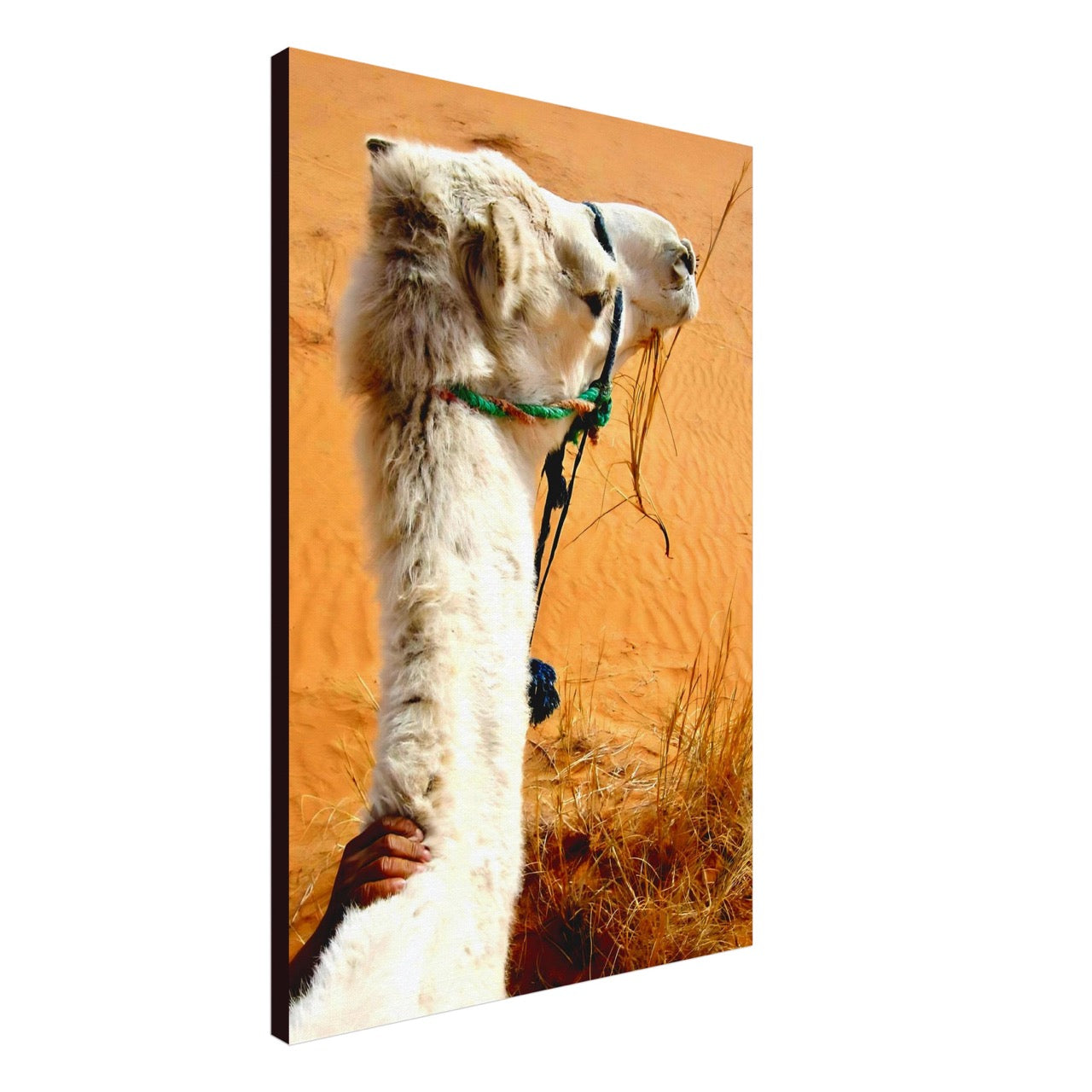 Desert & Dromedary Devotion | Whispers of a Sahara Past OG
