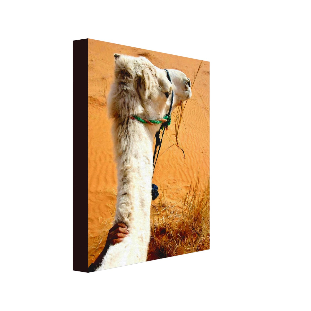 Desert & Dromedary Devotion | Whispers of a Sahara Past OG