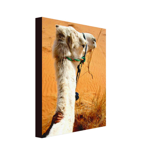 Desert & Dromedary Devotion | Whispers of a Sahara Past OG