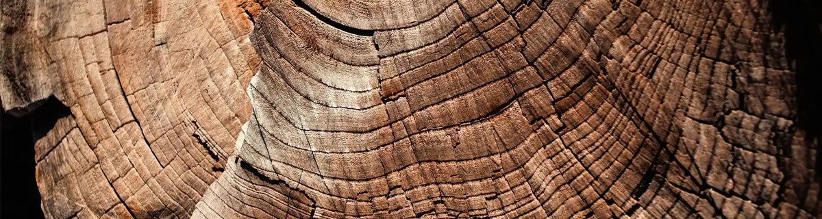 Earth element banner: Cross-section of wood grain