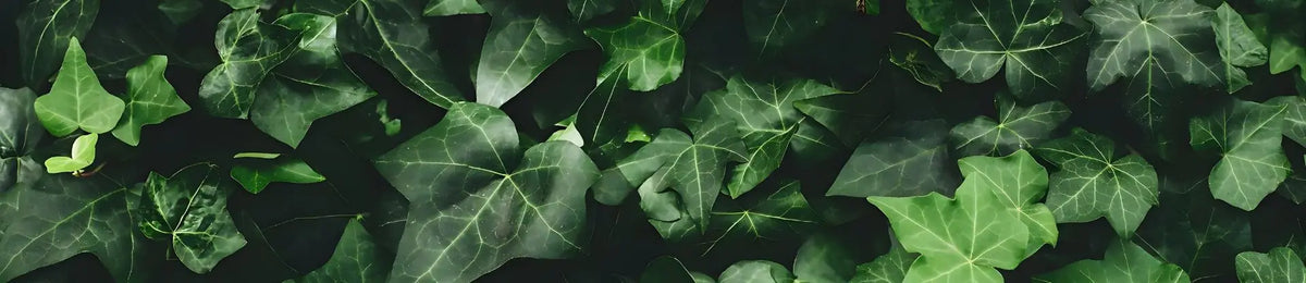 Earth element banner: close up of dense ivy representing growth and grounding