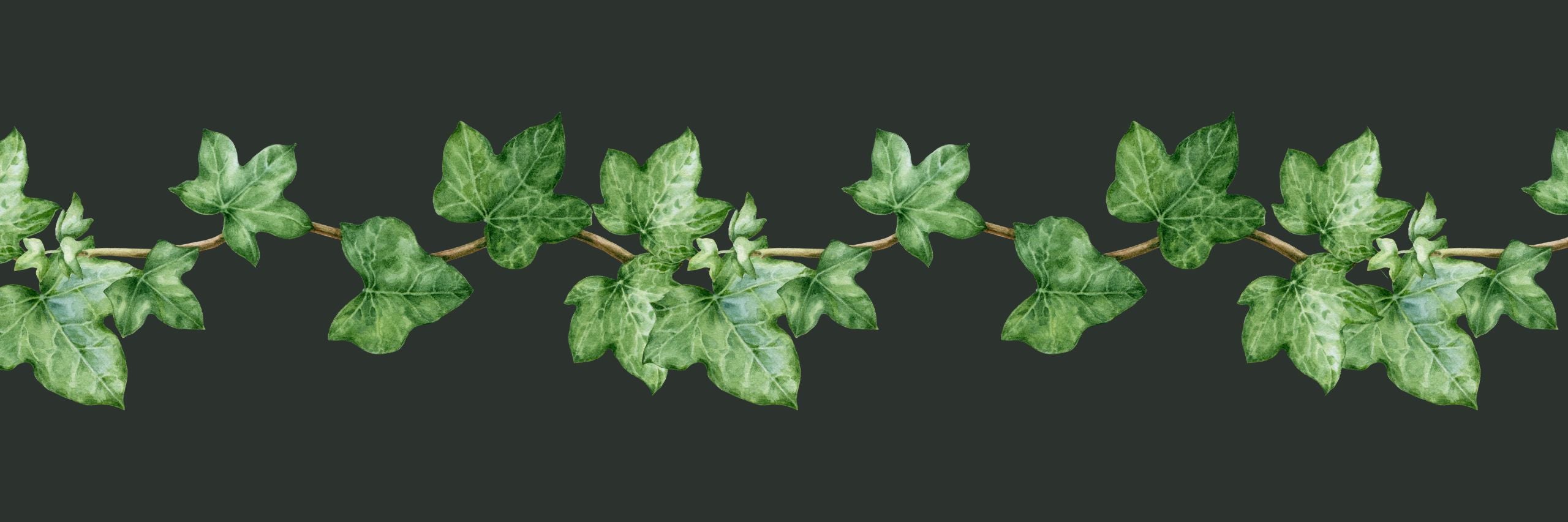Green ivy vine across dark gray green background.
