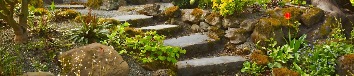 Stone steps descending in earth and plants - a journey into the depths